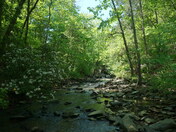 Uwharrie National forest