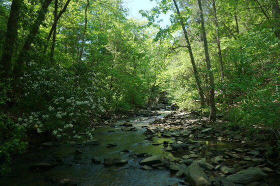 Uwharrie National forest