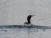 Double Creasted Cormorant