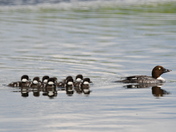 Common Goldeneye and babies