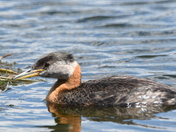 Grebe near her nest