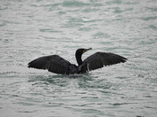 Black cormorant enjoying the rain