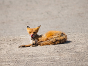 Beautiful fox enjoying the sunshine