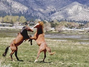 Bureau Of Land Management