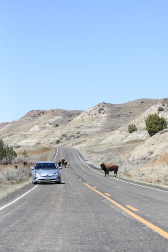 Theodore Roosevelt National Park