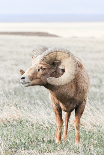 Badlands National Park