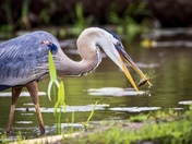 Kenilworth Park & Aquatic Gardens