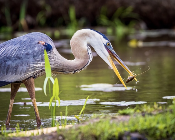 Kenilworth Park & Aquatic Gardens