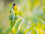 Patuxent Research Refuge