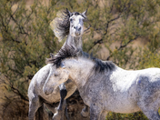 Tonto National Forest