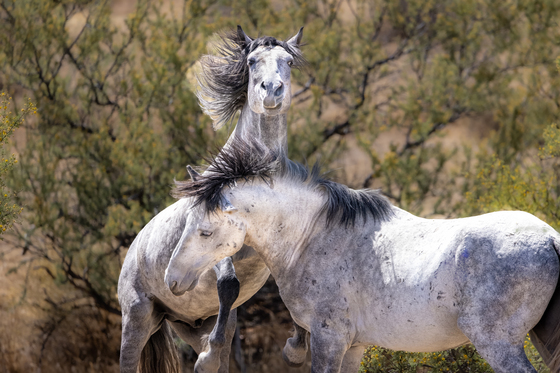Tonto National Forest