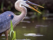 Kenilworth Park and Aquatic Gardens