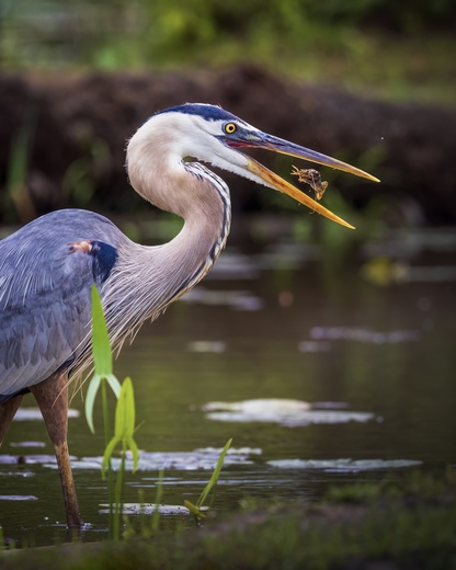 Kenilworth Park and Aquatic Gardens