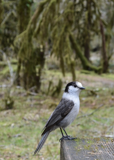 Olympic National Park