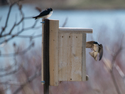 Building The Nest