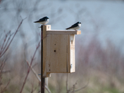 Claiming Nesting Box