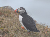 Puffins!!