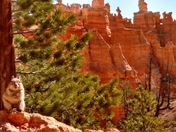 Bryce National Park