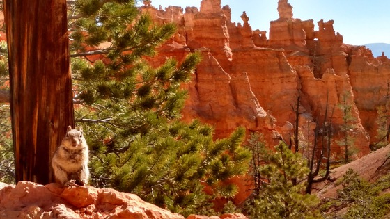 Bryce National Park