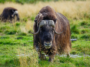 Alaskian National Park