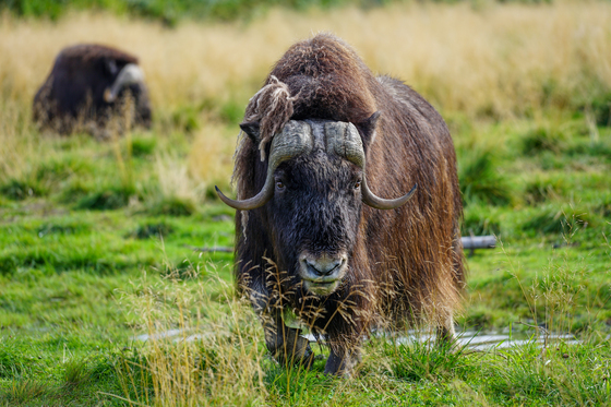 Alaskian National Park
