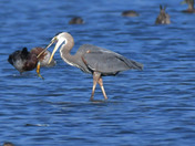 Great Blue Heron 