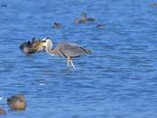 Great Blue Heron 