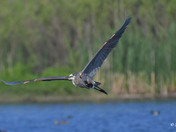 Great Blue Heron 