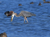 Great Blue Heron 