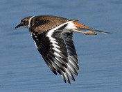 Kildeer