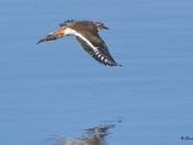 Kildeer