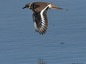 Kildeer