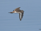 Kildeer