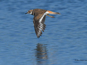 Kildeer