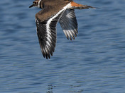 Kildeer