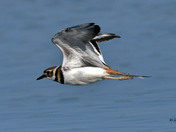 Kildeer