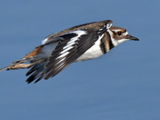 Kildeer