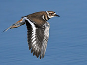 Kildeer