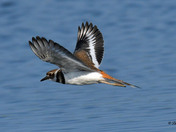 Kildeer