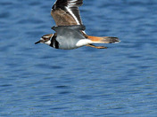 Kildeer