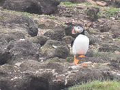 Atlantic Puffin