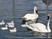 A Family Outing
