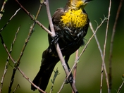 Female Yellow Headed Blackbird