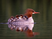Merganser family outing