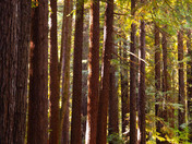 Redwood National Park
