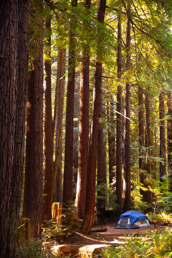 Redwood National Park