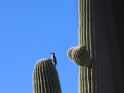 Saguaro National Park