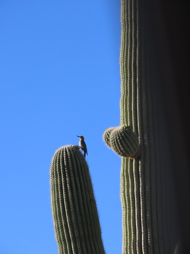 Saguaro National Park