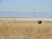 Rocky Mountain Arsenal National Wildlife Refuge
