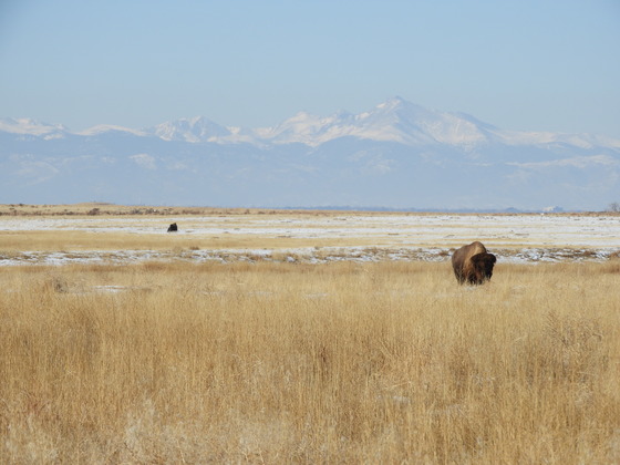 Rocky Mountain Arsenal National Wildlife Refuge